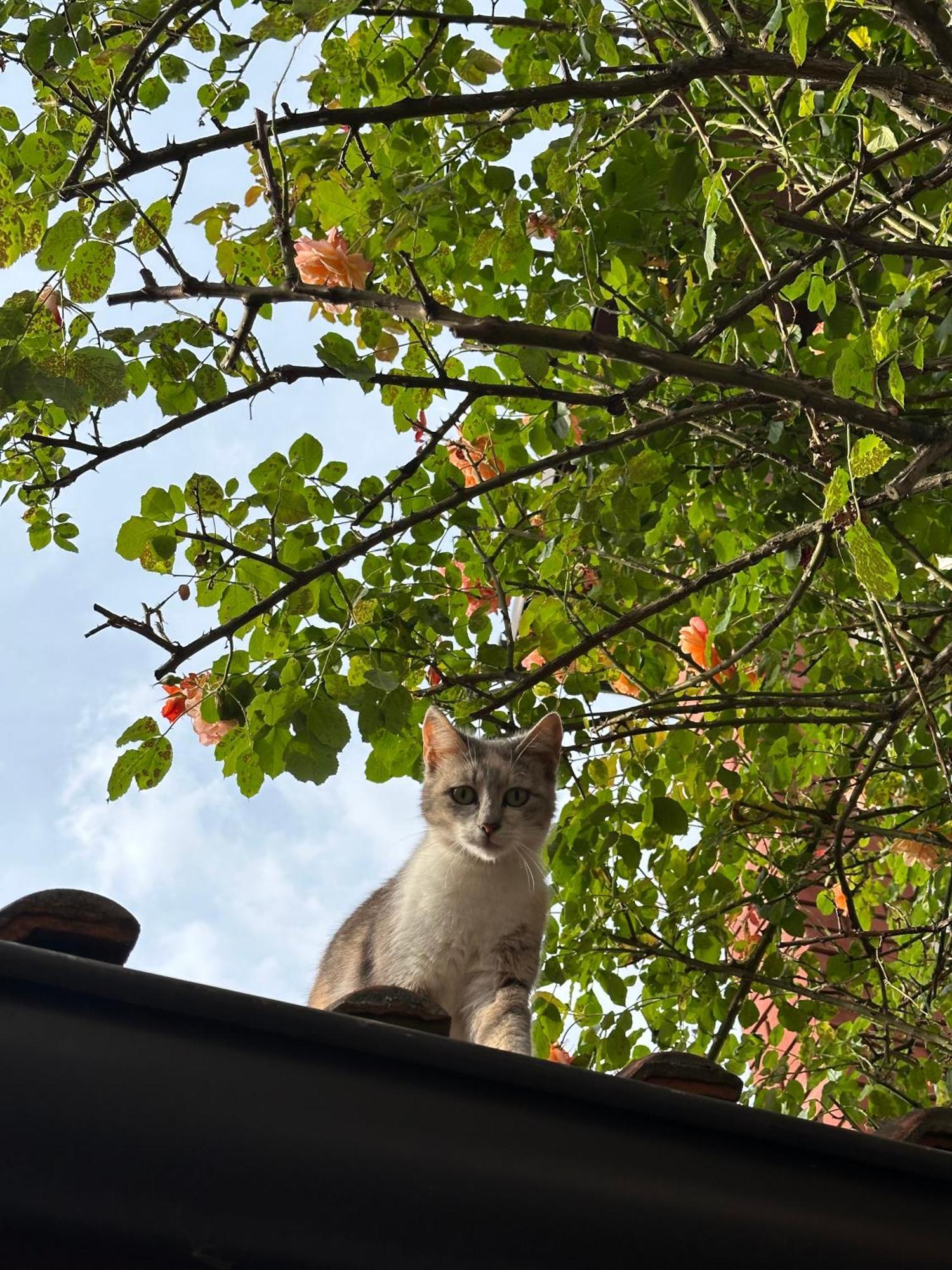 Yasmin - Your Window To Apartment