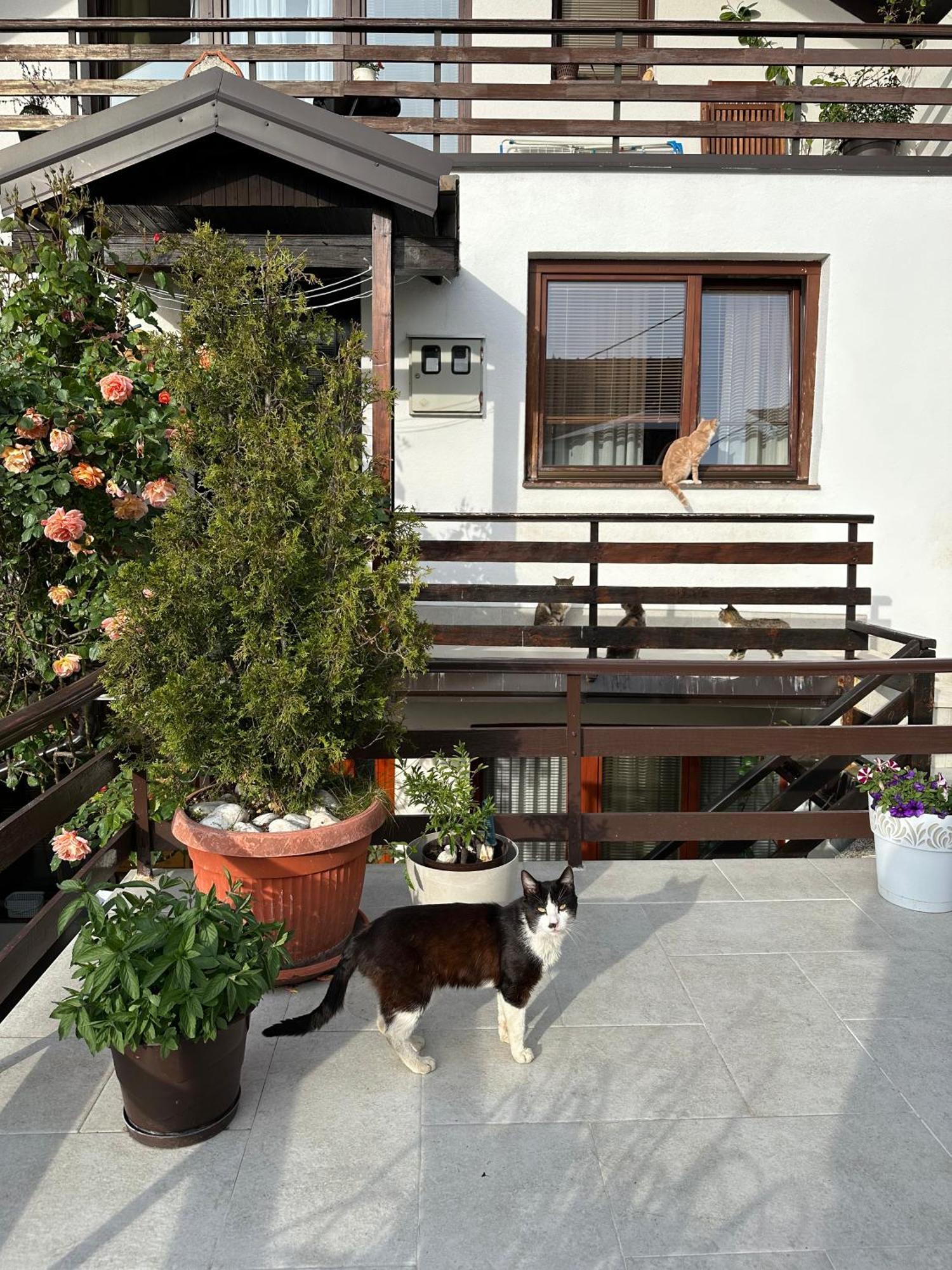 Apartment Yasmin - Your Window To